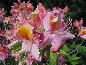 Azalia mieszańcowa (Rhododendron hybridum) Mount Saint Helens